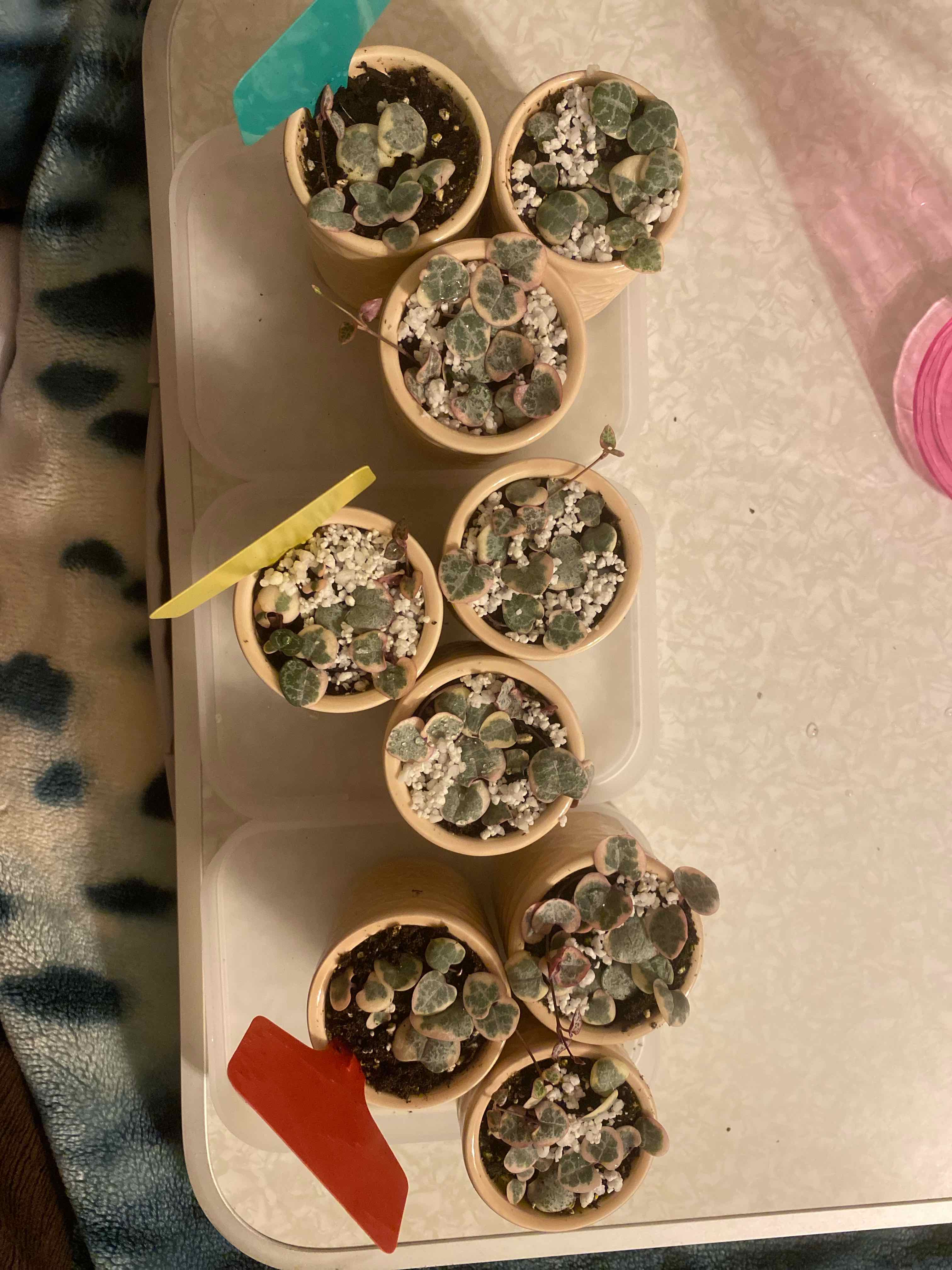 Multiple small pots with variegated string of hearts plants on a tray.