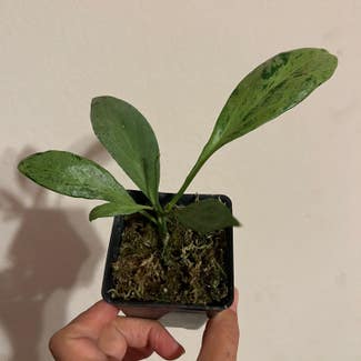 New Guinea Ghost Hoya plant in Somewhere on Earth