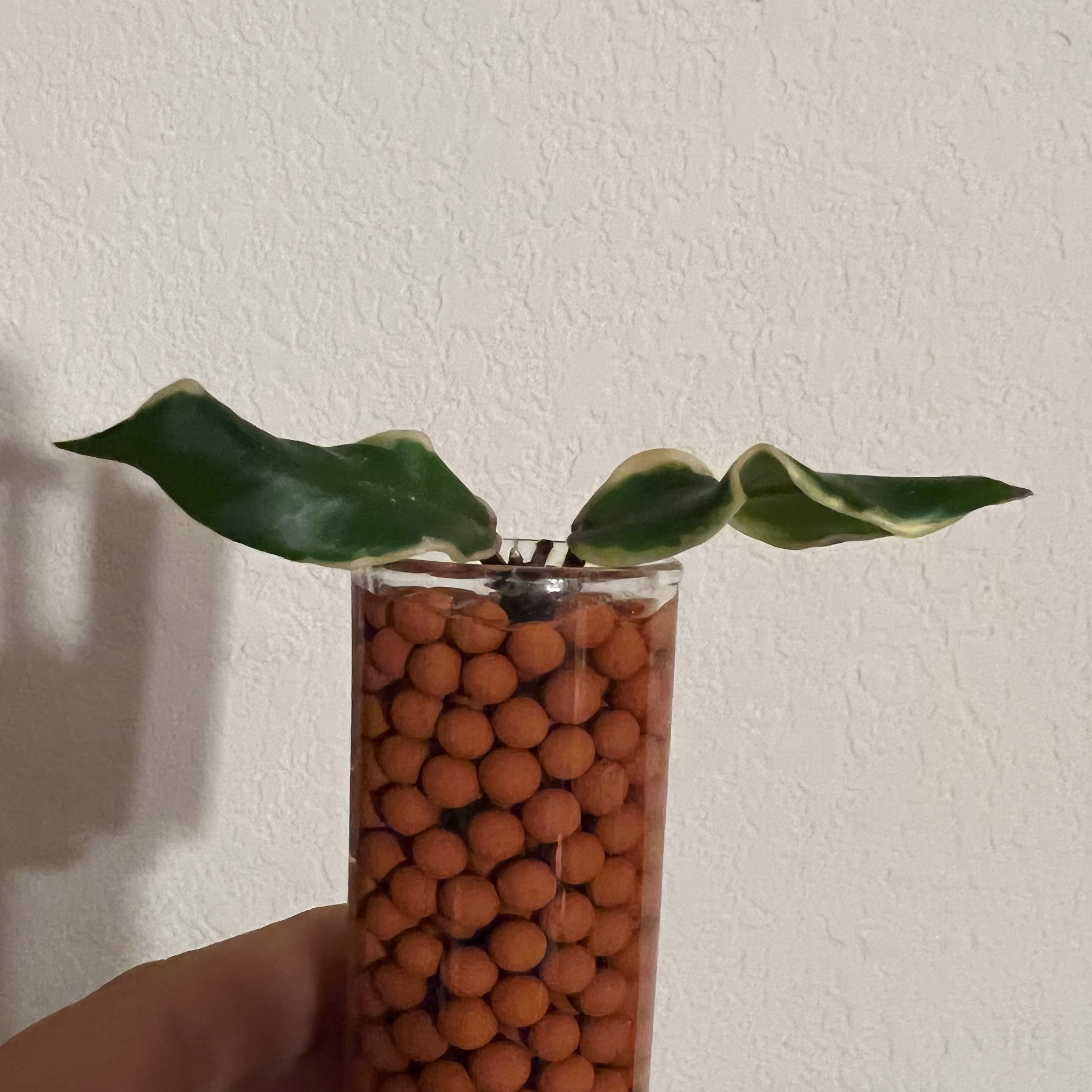 Photo of the plant species Holliana Hoya by @Whosurdaddy45 named Hoya Olie Ana on Greg, the plant care app