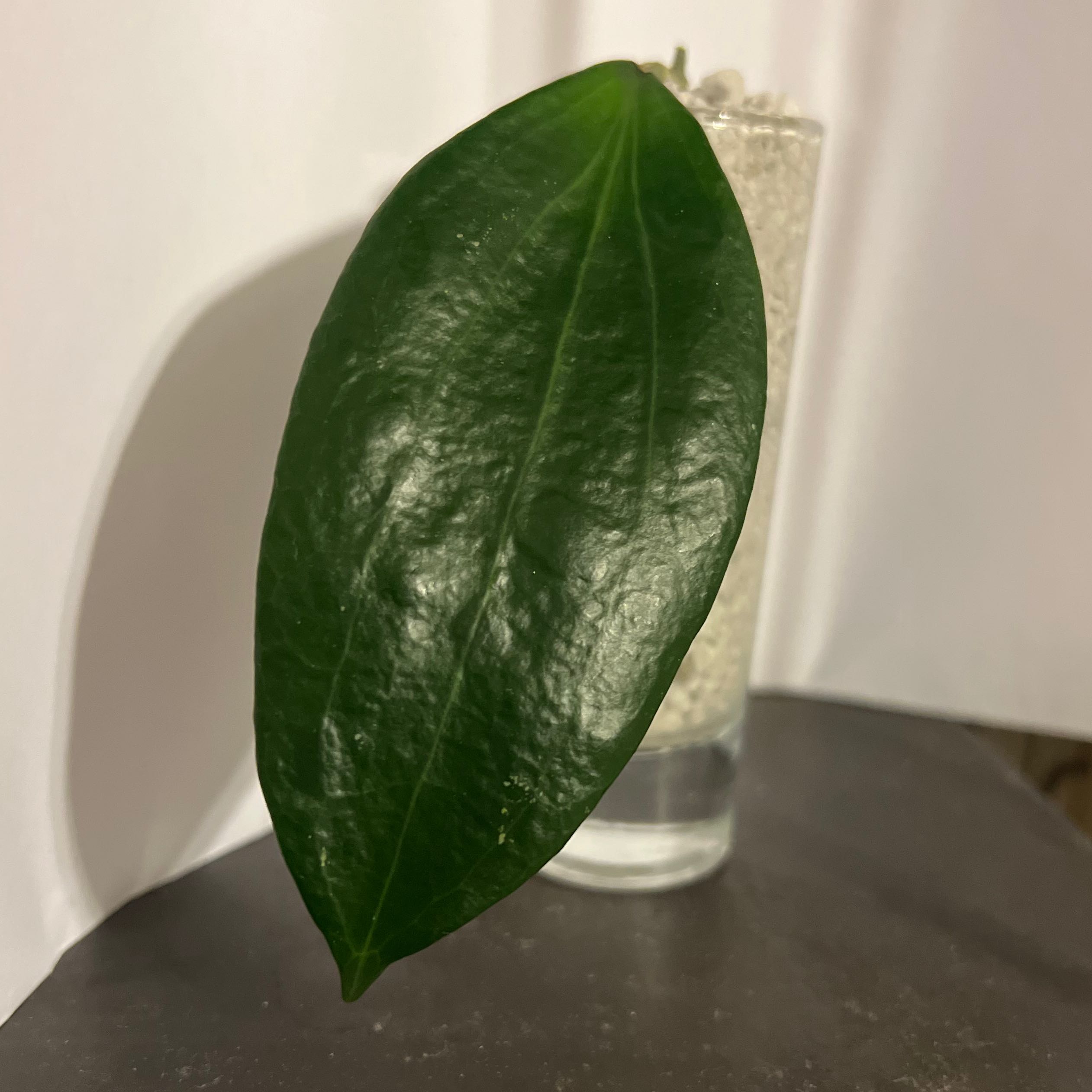 Photo of the plant species Hoya cinnamomifolia by @Whosurdaddy45 named Hoya cinnamomifolia on Greg, the plant care app