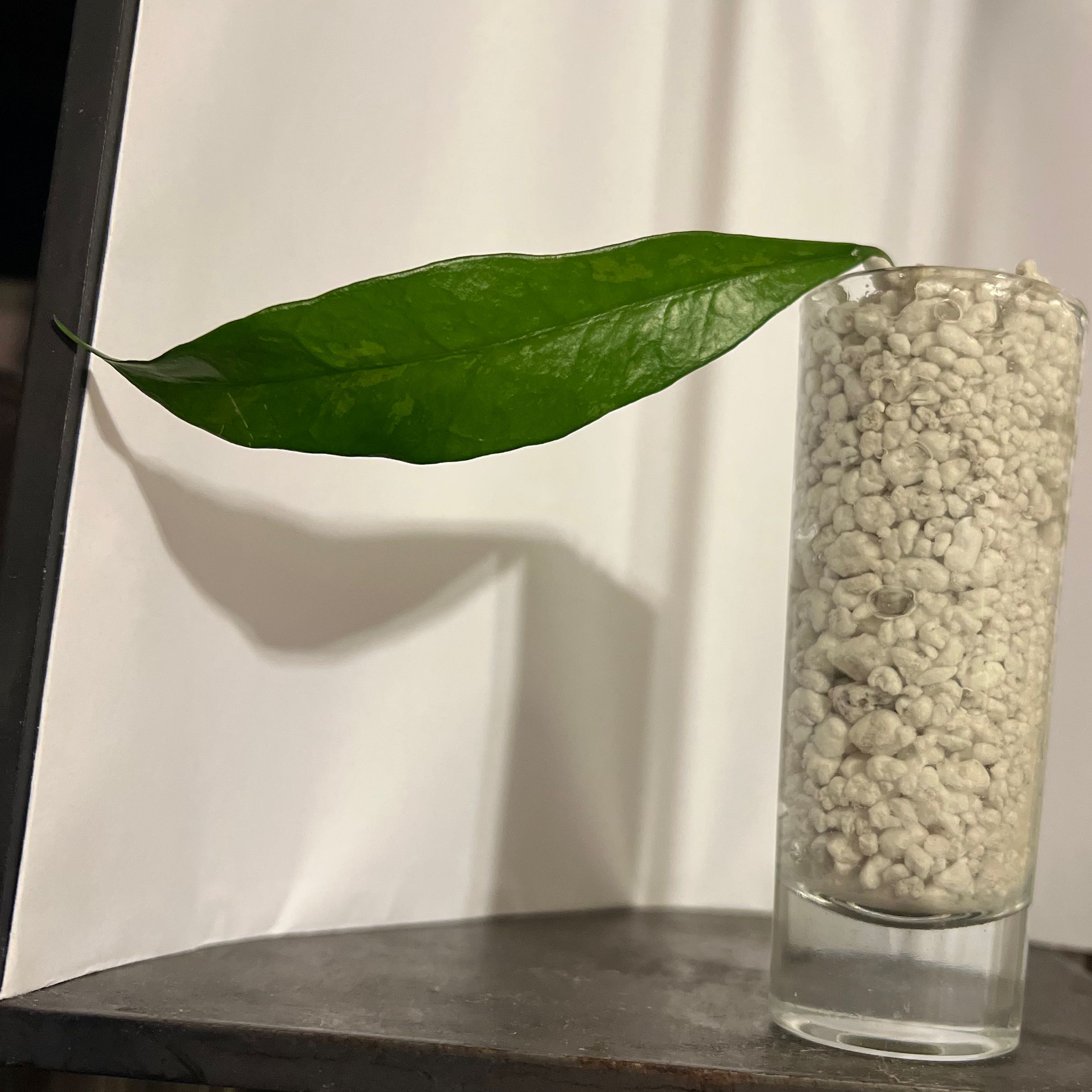 Photo of the plant species Hoya griffithii by @Whosurdaddy45 named Hoya griffithii on Greg, the plant care app
