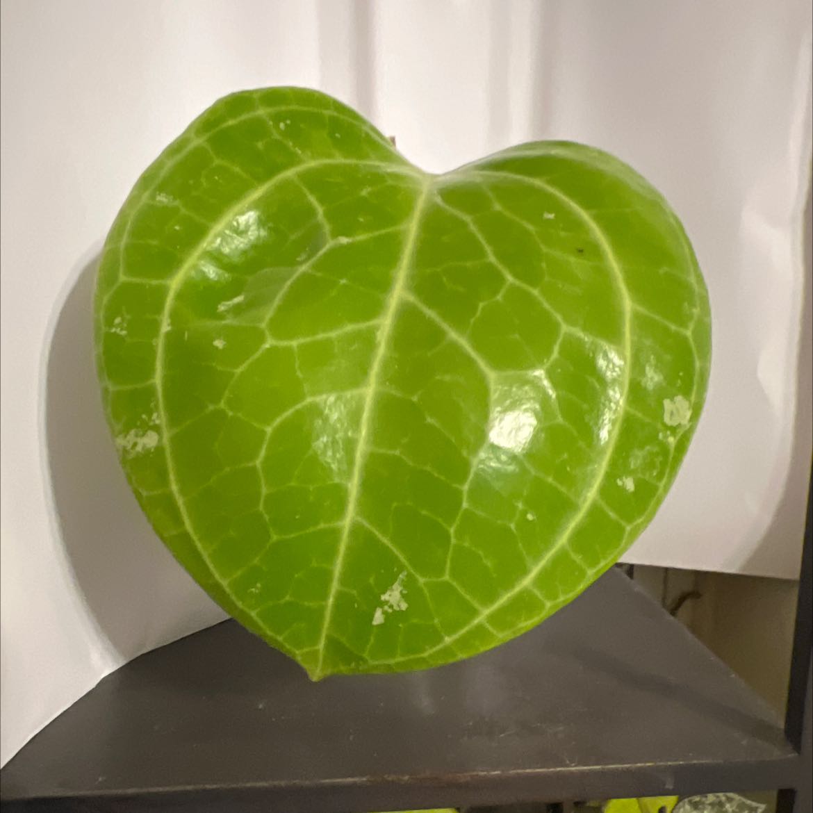 Plant care for Austin Griffiths Manzanita on Greg, the plant care app