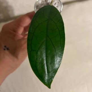 Hoya ranauensis plant in Somewhere on Earth