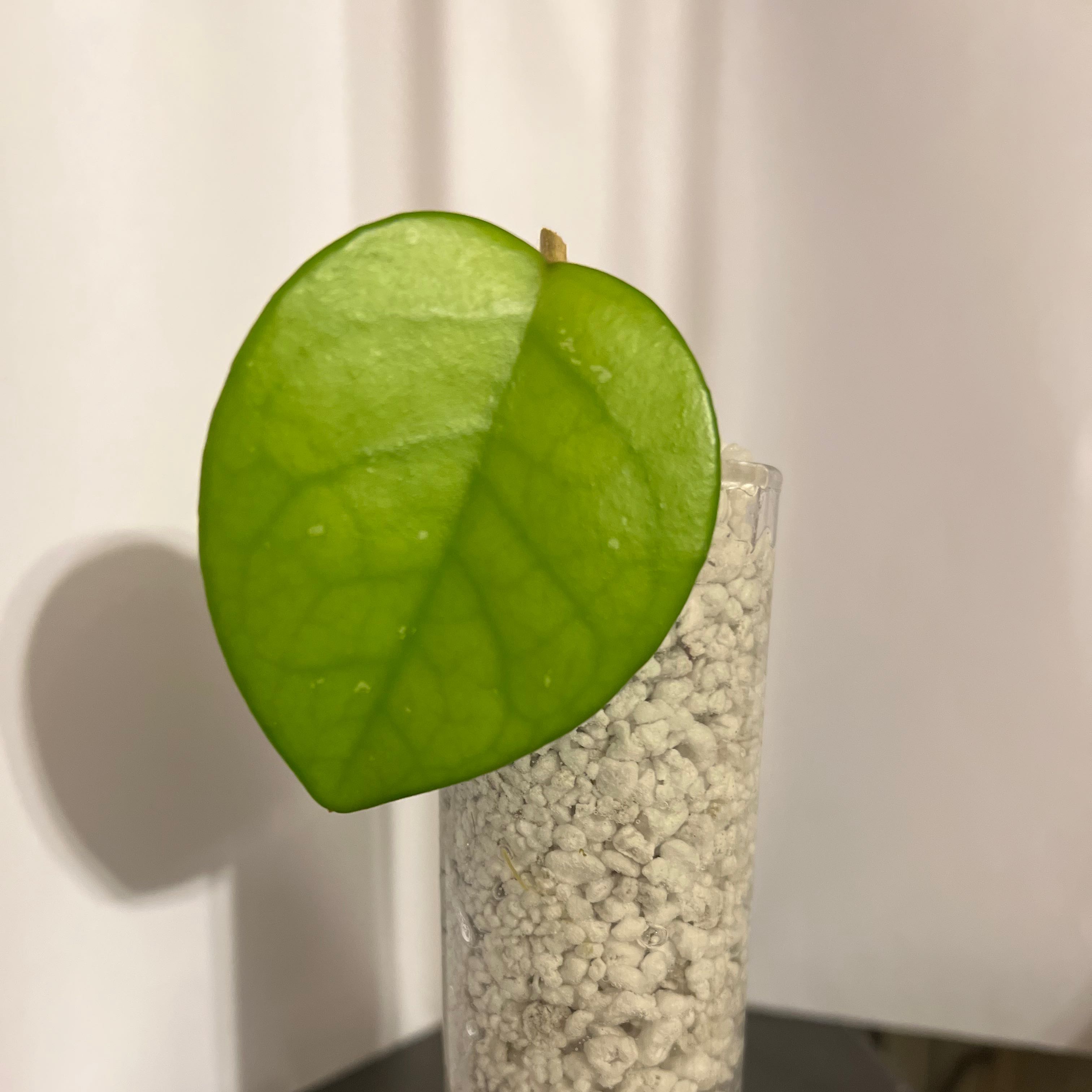 Single leaf of a Porcelain Flower plant in a clear container with white granular medium.