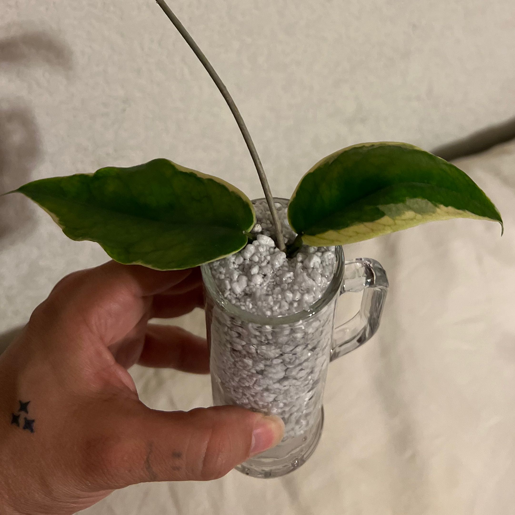Photo of the plant species Hoya kenejiana albo marginata by @Whosurdaddy45 named Hoya kenejiana on Greg, the plant care app