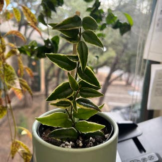 Hoya bella albomarginata plant in Somewhere on Earth