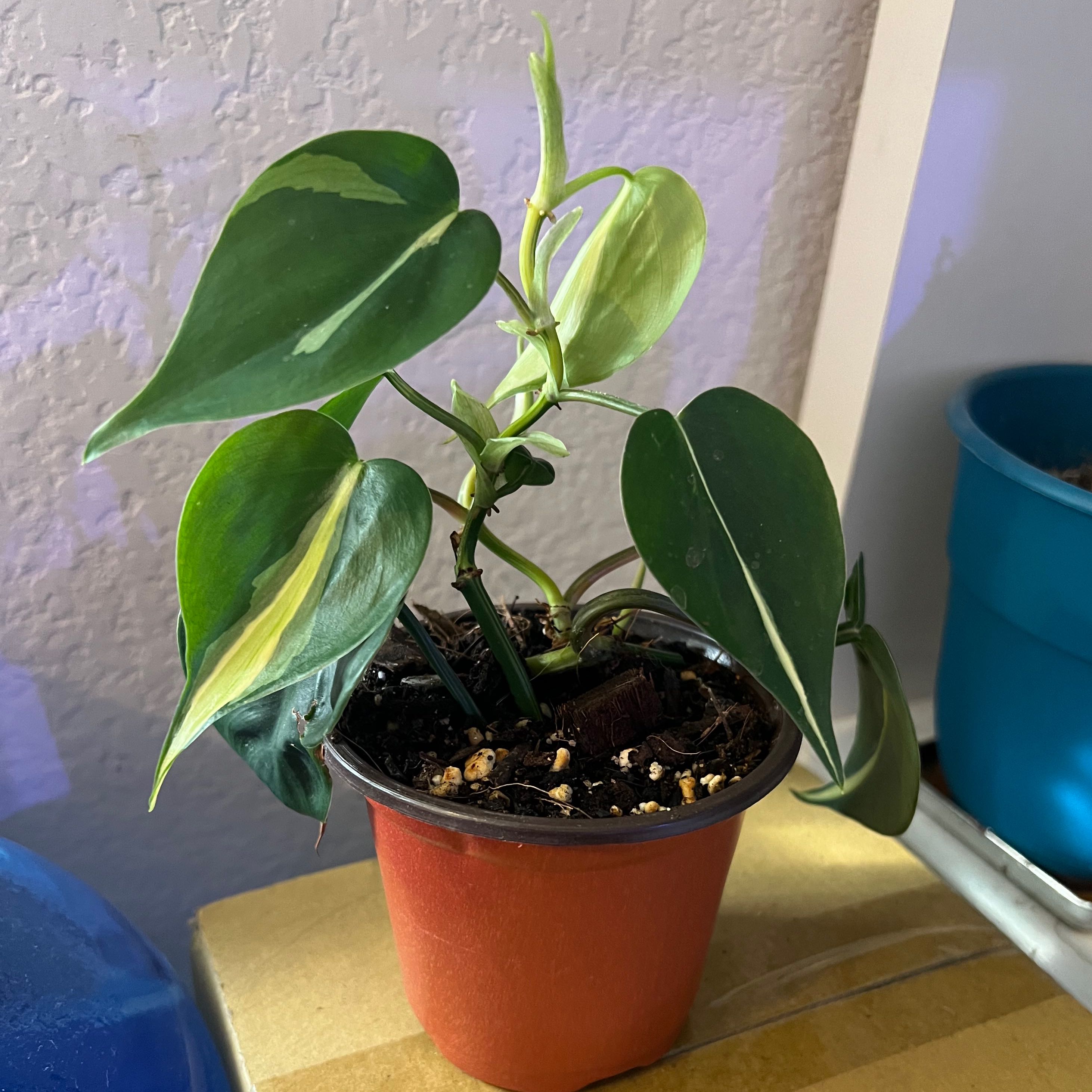 Philodendron 'Cream Splash' plant in a small pot with healthy green leaves and variegation.