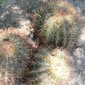 Photo of the plant species Coast Barrel Cactus by @FamedBiancini named Diana on Greg, the plant care app