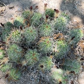 Photo of the plant species Banana Cactus by @FamedBiancini named McKinley on Greg, the plant care app