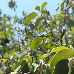 Photo of the plant species Quince by @FamedBiancini named Rainier on Greg, the plant care app