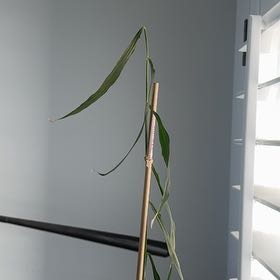 Photo of the plant species Ginger Root by @rcecale named Mary Ann on Greg, the plant care app