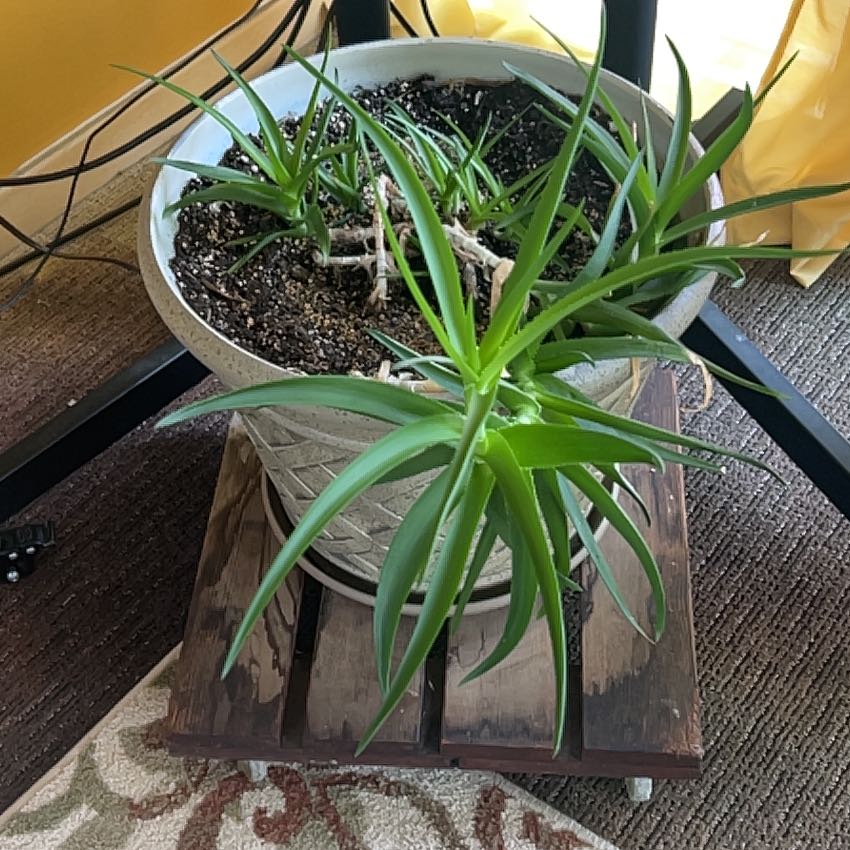 Photo of the plant species Hardy Aloe by @MarciaMc named Austen on Greg, the plant care app