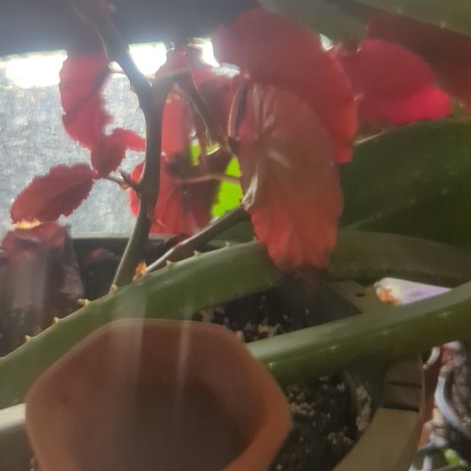 Photo of the plant species Begonia 'Burning Bush' by @DapperRedflax named Nithin on Greg, the plant care app