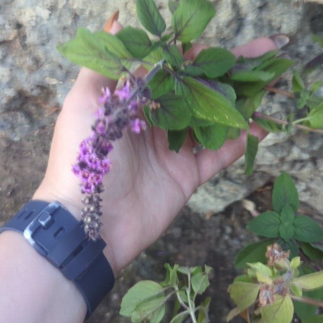 Plant care for Lavandula Pedunculata on Greg, the plant care app