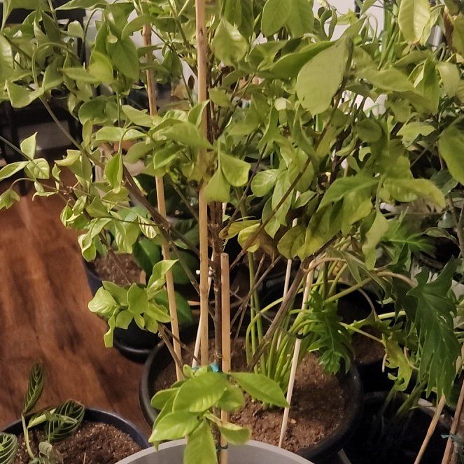 Photo of the plant species Miami Supreme Gardenia by @YeahRambutan named Fernie Mac on Greg, the plant care app