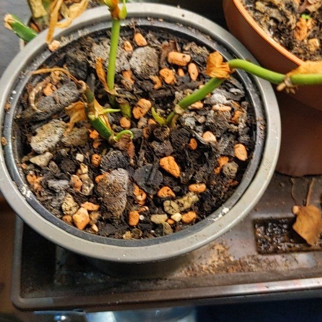 Photo of the plant species Philodendron scandon by @WhollyWinika named Terra on Greg, the plant care app