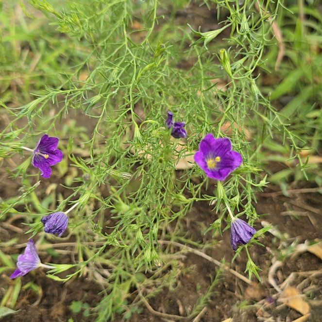 Geranium incanum: How Much Water & Light Does it Need to Thrive?