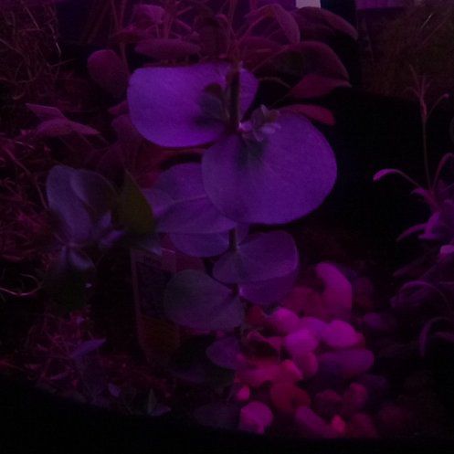 Photo of the plant species eucalyptus by @PrincessBibi named Zion on Greg, the plant care app