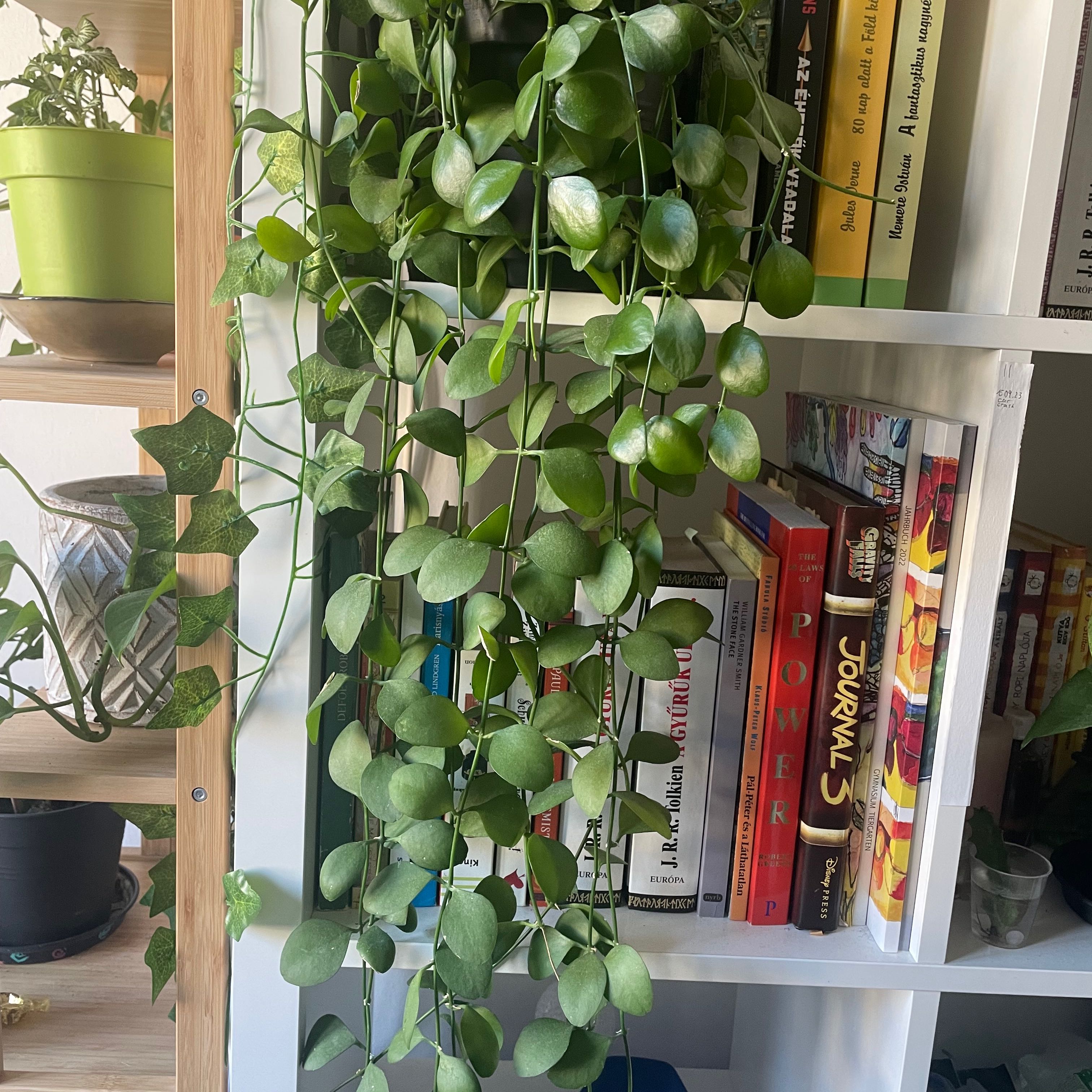 Photo of the plant species Dischidia 'Snaily' by @NeatMakrutlime named Mads on Greg, the plant care app