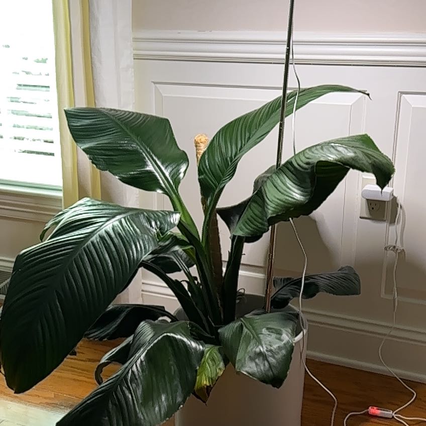 Sensation Peace Lily with large, dark green leaves in a white pot indoors.