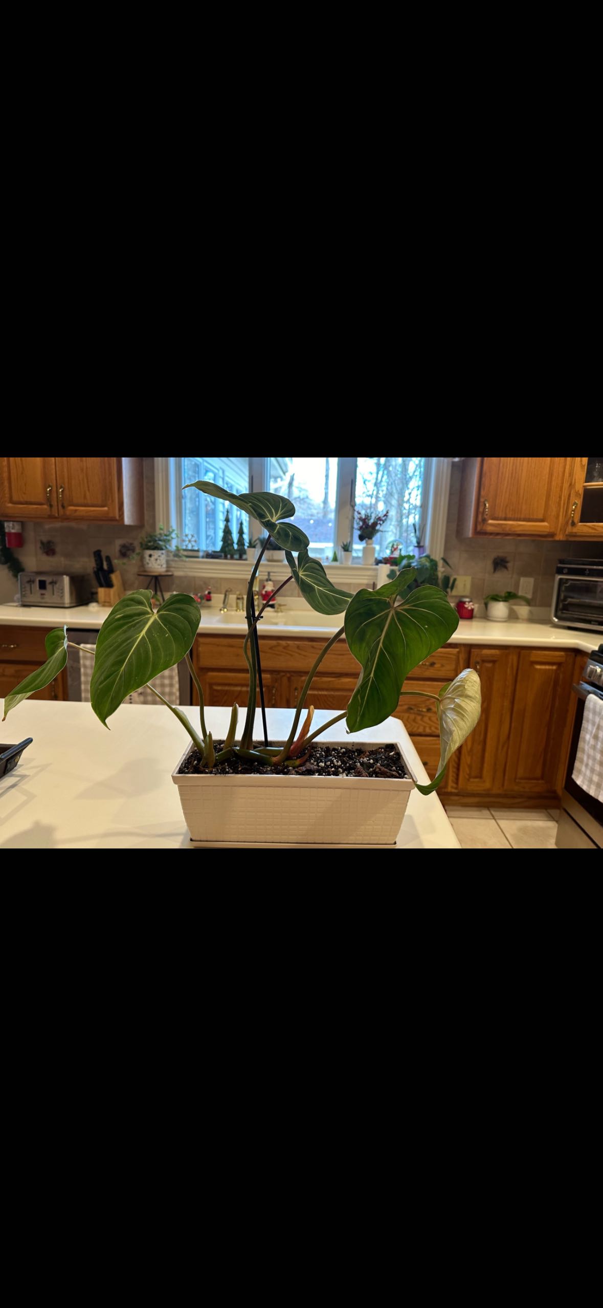 Photo from the post
