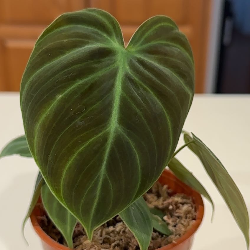 Philodendron El Choco Red plant in a small pot with a large, heart-shaped leaf.