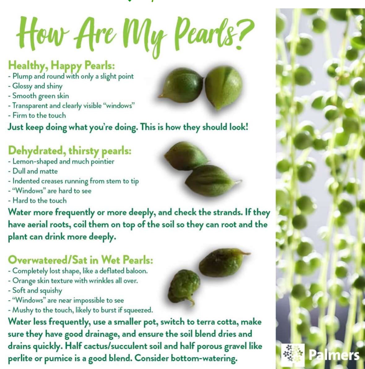 Over watered or under?