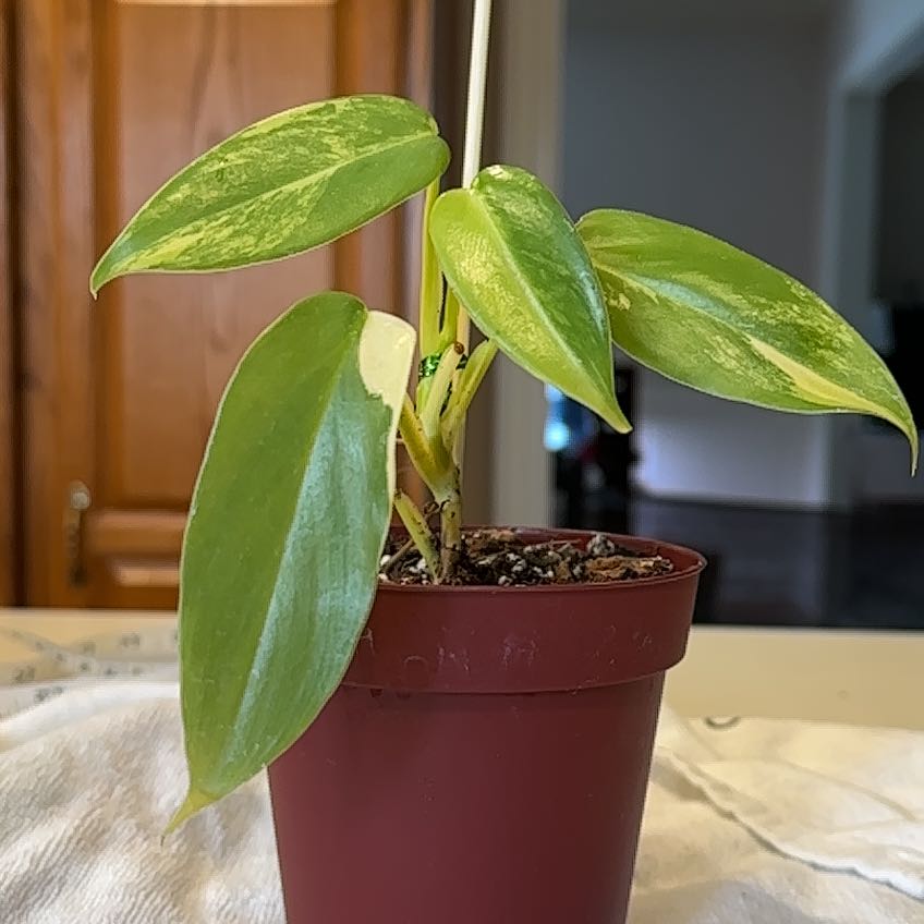 Variegated Philodendron in a small pot with healthy green and variegated leaves.