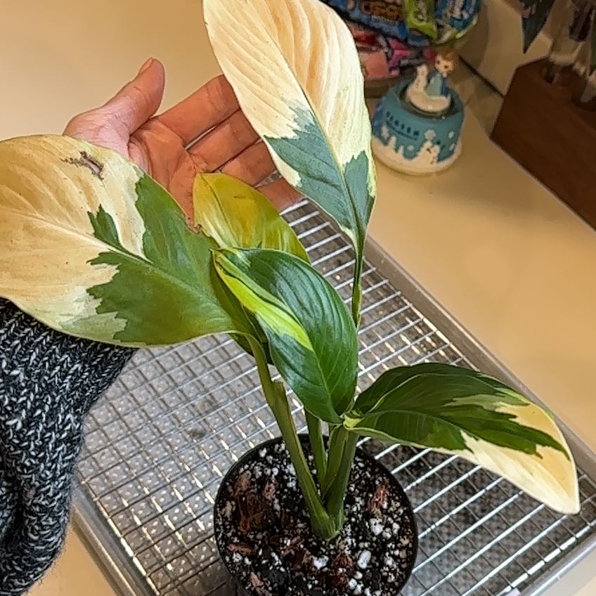 Sensation Peace Lily plant with variegated leaves, some showing yellowing and browning. Potted with visible soil.