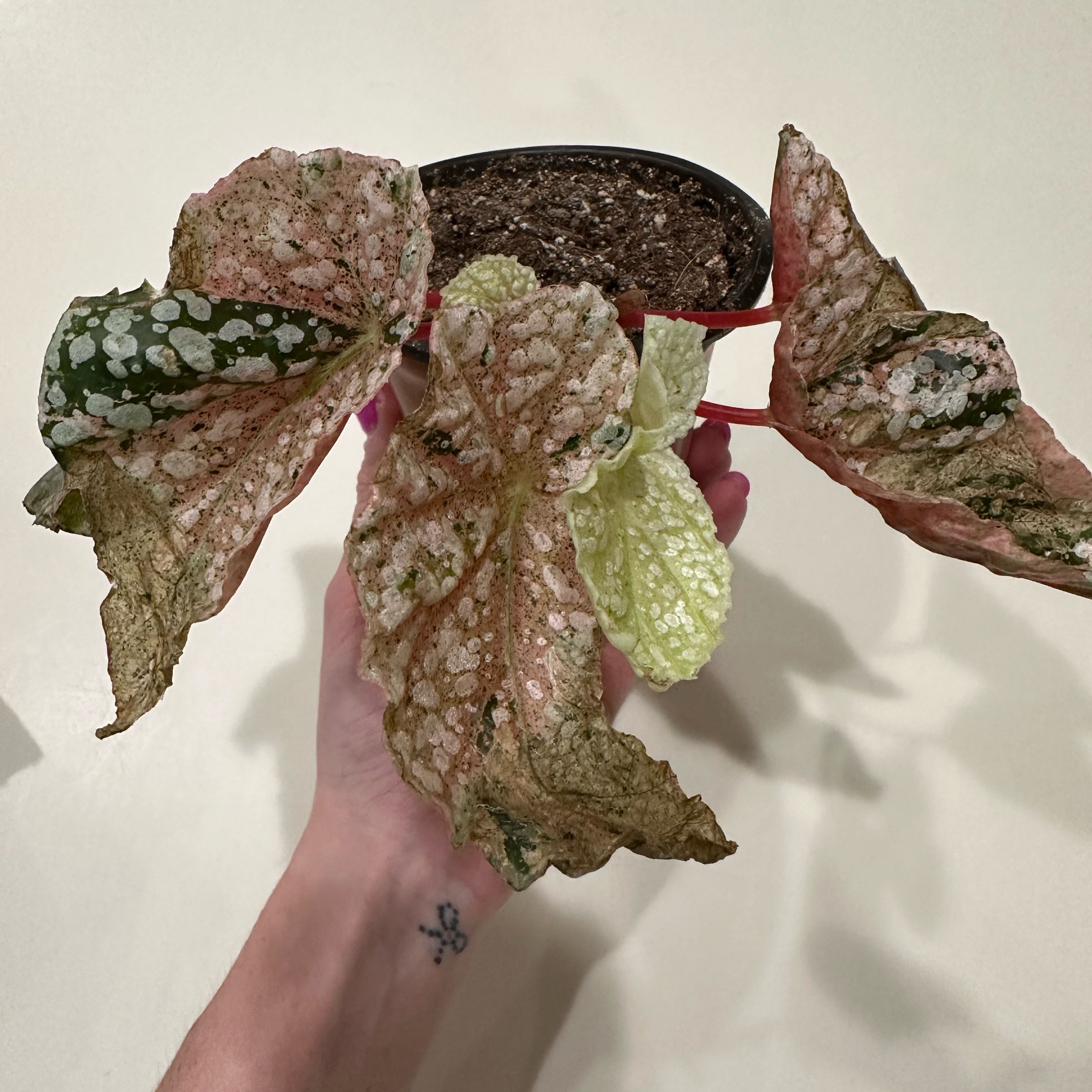 Plant care for Varigated Peace Lilly on Greg, the plant care app
