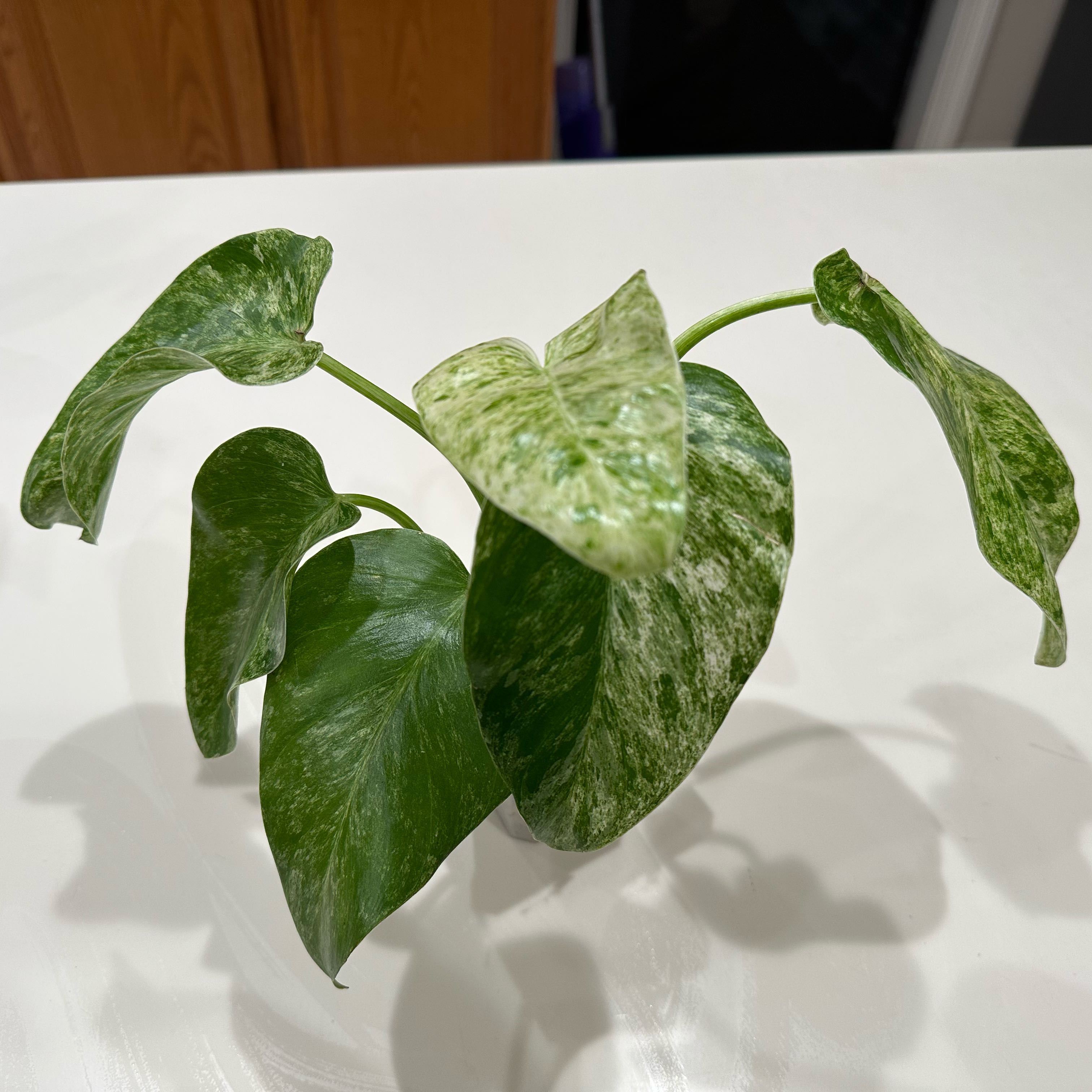 Photo of the plant species blizzard gigantium philodendron by @Bplants named Blizzard 🌨️ on Greg, the plant care app