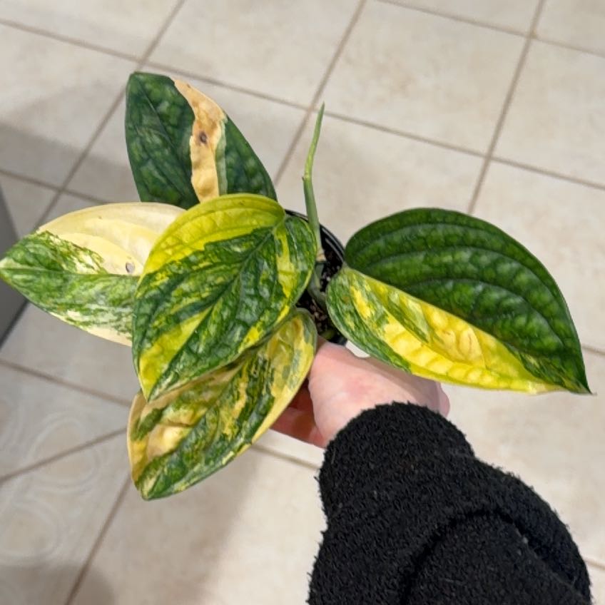 Photo of the plant species Variegated Monstera Peru by @Bplants named Variegated Peru on Greg, the plant care app