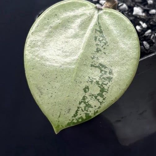 Photo of the plant species Hoya parasitica by @Bplants named Silver Heart on Greg, the plant care app