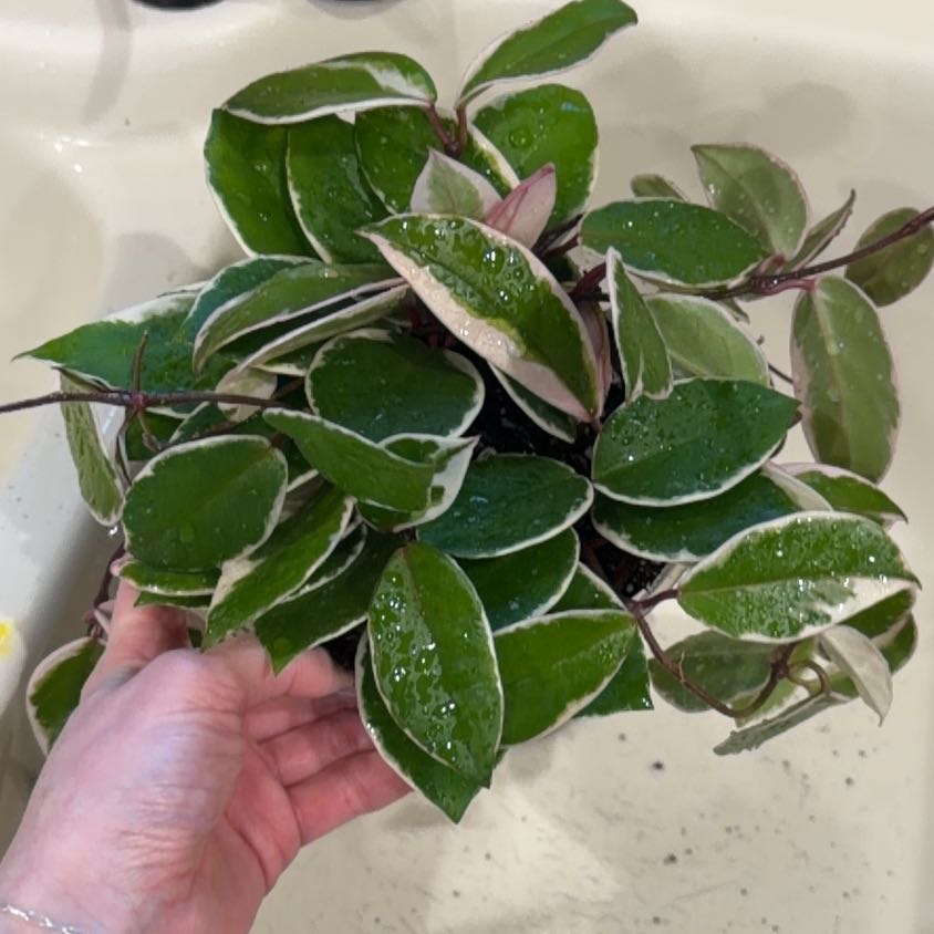 Photo of the plant species Hoya ‘Flamingo Dreams’ by @Bplants named Flamingo 🦩 on Greg, the plant care app