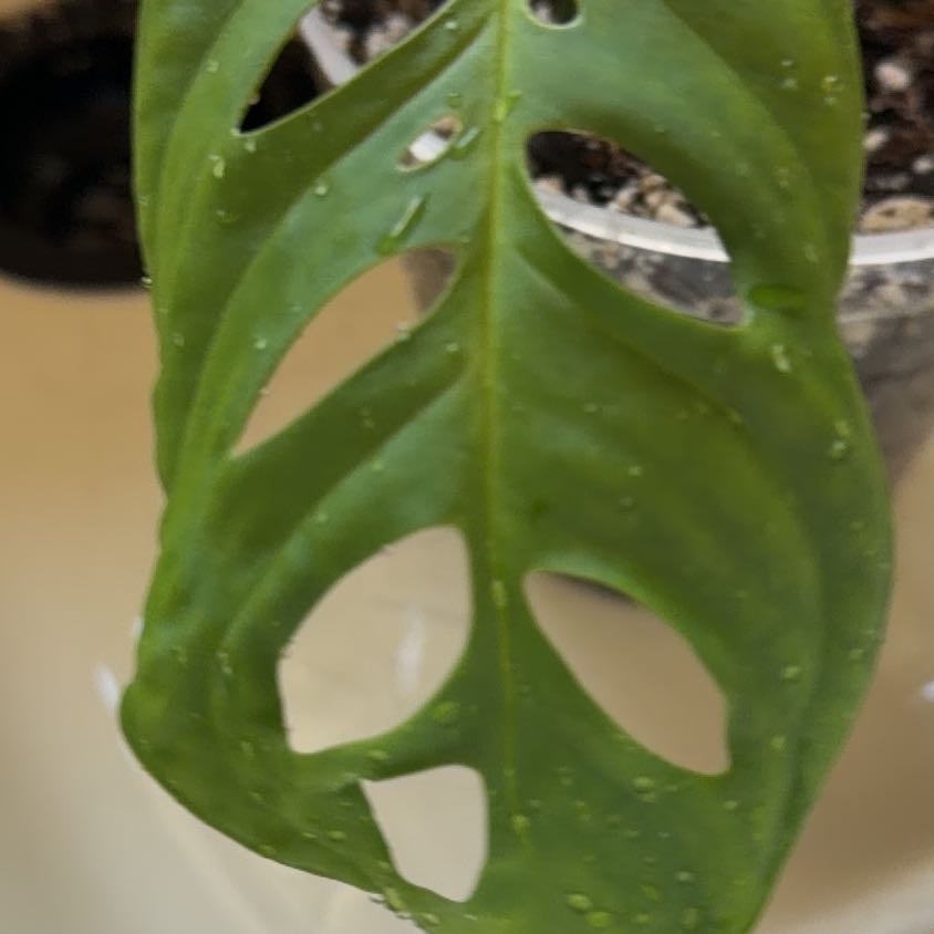 Photo of the plant species Monstera esqueleto by @Bplants named Mini esquelito on Greg, the plant care app