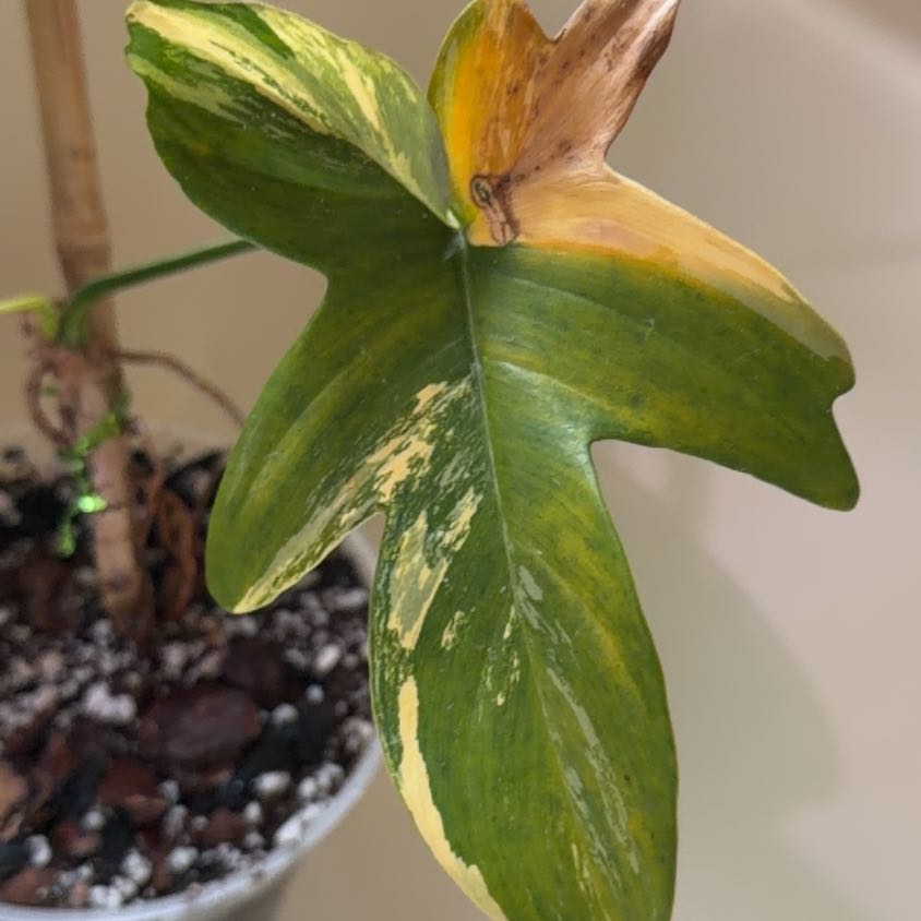 Photo of the plant species Philodendron 'Florida Beauty' by @Bplants named Florida beauty on Greg, the plant care app