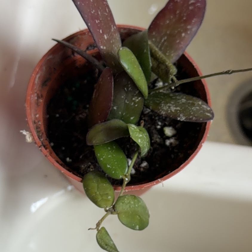 Photo of the plant species Hoya GPS 7240 by @Bplants named GPS 7240 🌱 on Greg, the plant care app
