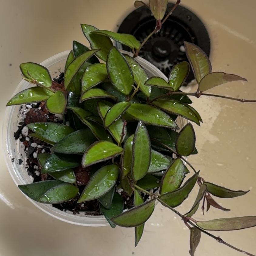 Photo of the plant species Hoya rosita 'Adrift' by @Bplants named Rosita on Greg, the plant care app