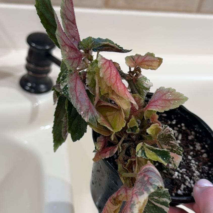 Photo of the plant species Begonia Ginny by @Bplants named Ginny Galaxy 🌌 on Greg, the plant care app