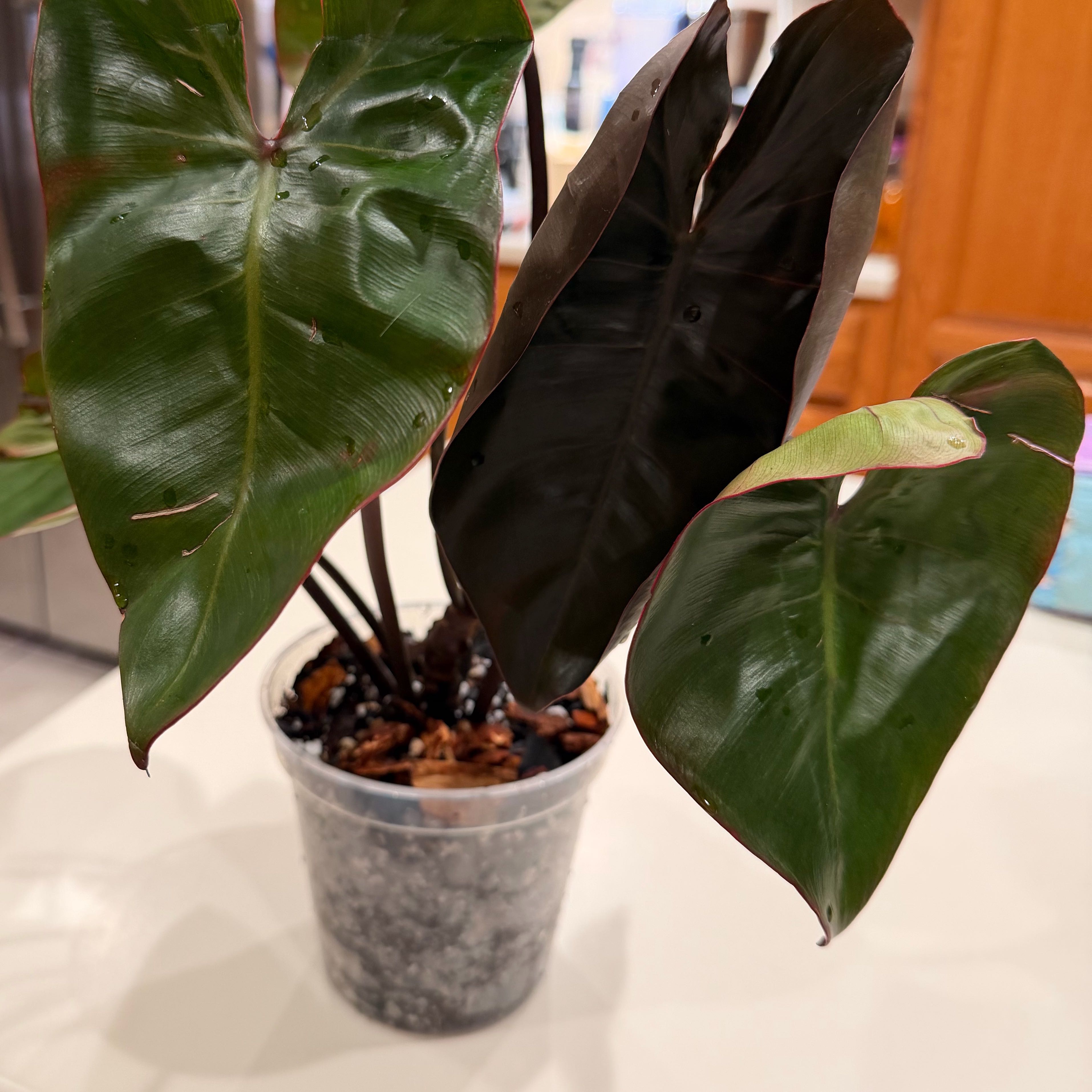 Photo of the plant species Philodendron by @Bplants named Pink Billie on Greg, the plant care app