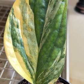 Photo of the plant species Variegated Monstera Peru by @Bplants named Variegated Peru on Greg, the plant care app