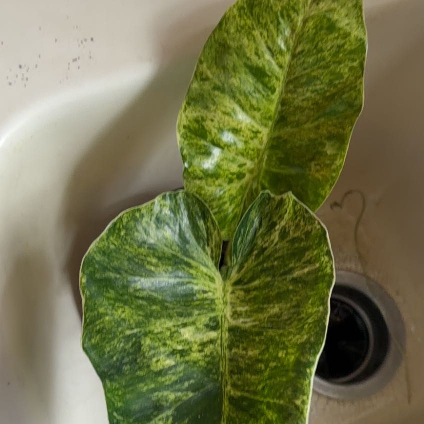 Photo of the plant species blizzard gigantium philodendron by @Bplants named Big blizzard 🌨️ on Greg, the plant care app