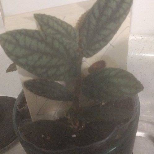 Photo of the plant species Polynesian Twigrush by @CuddlyMoonwort named Kendall on Greg, the plant care app