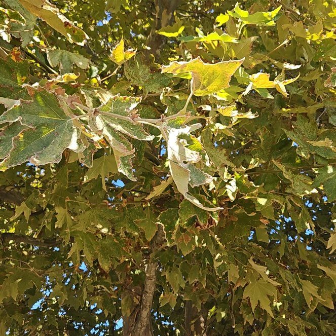 Photo of the plant species Oriental Plane Tree by @BigWhitecedar named Girlfrond on Greg, the plant care app