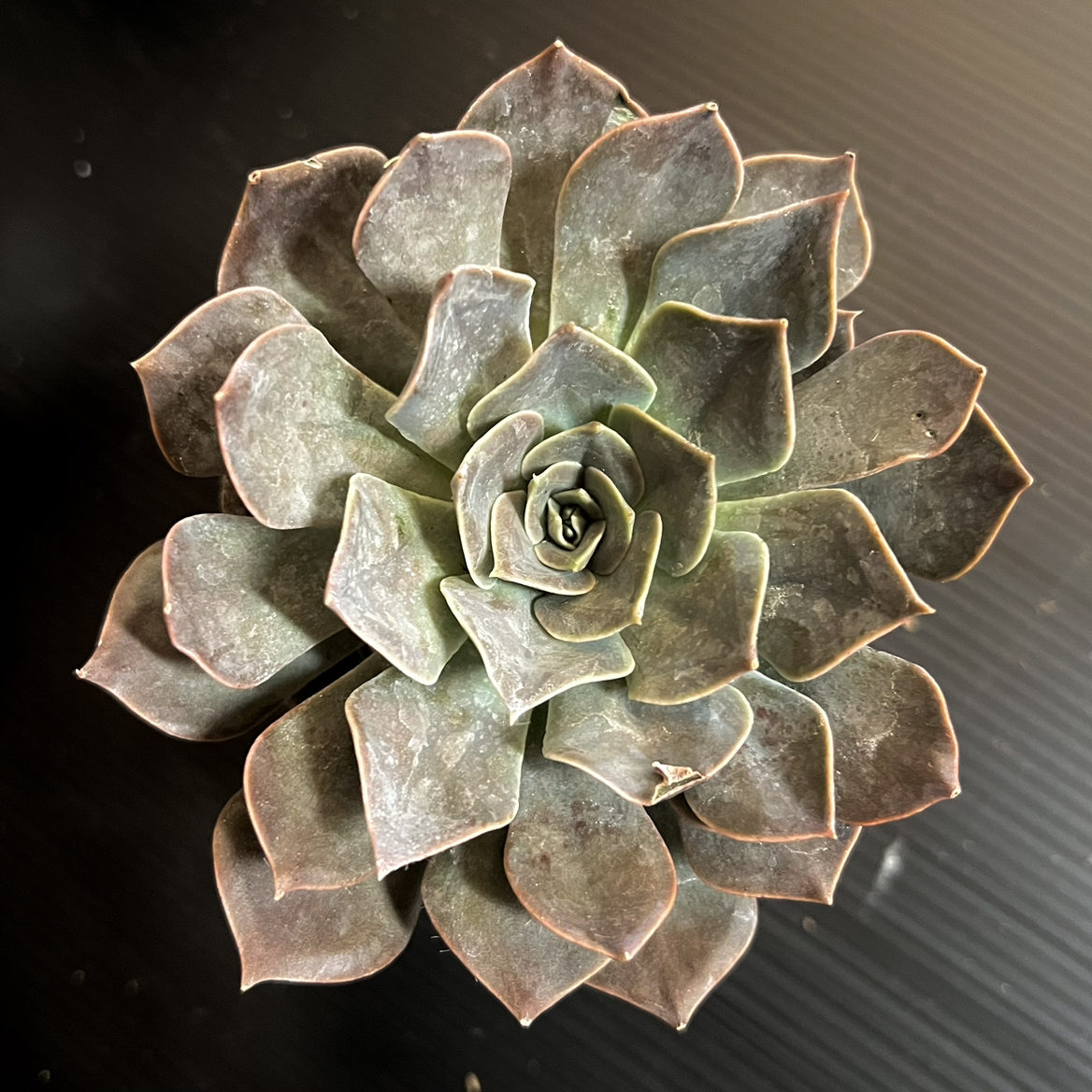 Photo of the plant species Rejoice Echeveria by @BrunoBarn named Echeveria Crassulaceae on Greg, the plant care app