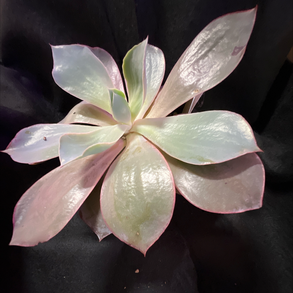 Echeveria 'Purple Pearl' succulent with broad, smooth, slightly purple leaves.