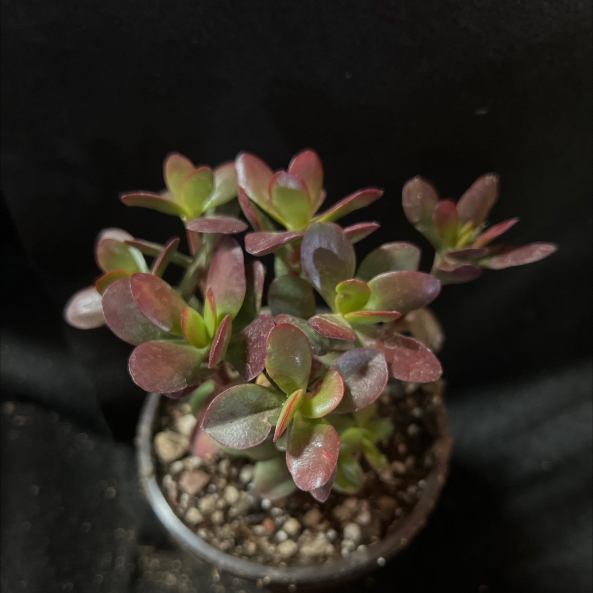 Jade Plant with reddish leaves in a small pot with visible soil.