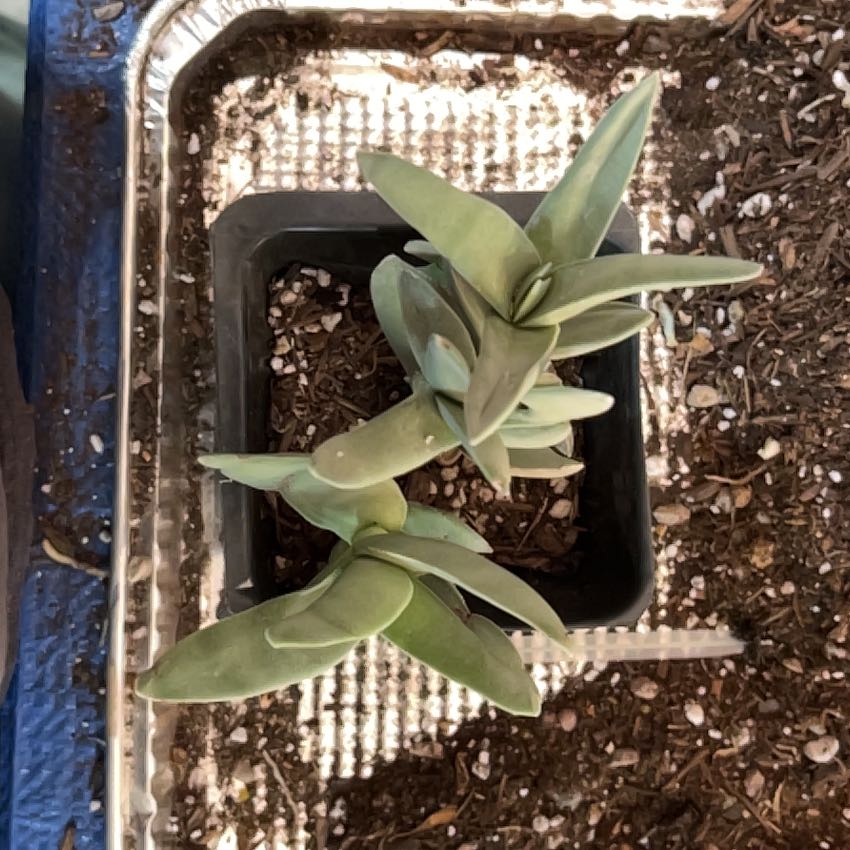 Propeller Plant in a small black pot with visible soil, well-framed and in focus.