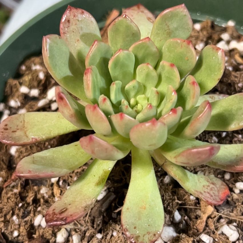 Graptoveria 'Bashful™' succulent with green leaves and red tips in a pot with visible soil.