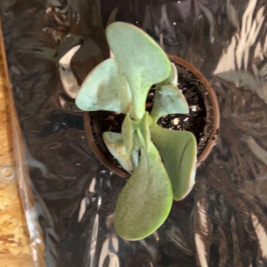 Photo of the plant species Crested Variegated Flapjacks by @BrunoBarn named Bruno on Greg, the plant care app